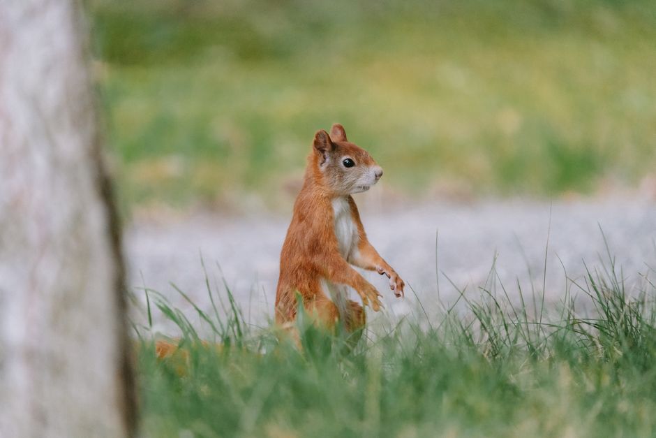Red Squirrels Don't Get Chattier in the City—They Just Get Bolder