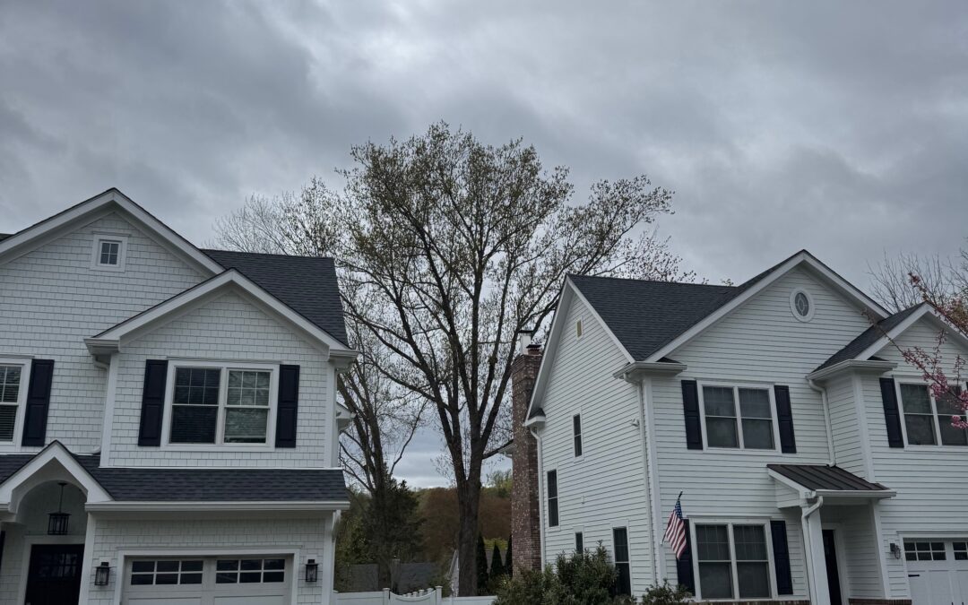 The Architecture of the Canopy: How the White Oak Anchors the Winter Drey