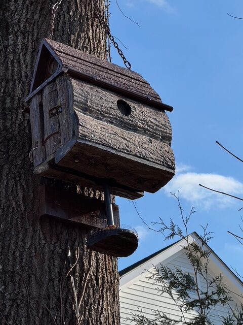 The Acorn Furnace: How Gray Squirrels Bank Fat and Fuel for the Shiver Ahead