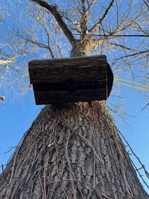 Mental Maps in the Canopy: How Eastern Gray Squirrels Construct Micro-Geography Beyond Line of Sight